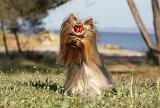 YORKSHIRE TERRIER 364